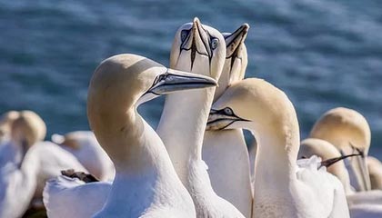 开云网页-李娜锁定胜局网球公开赛，李娜网球决赛