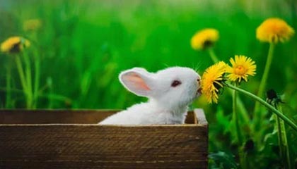 开云网页-李娜锁定胜局网球公开赛，李娜网球决赛